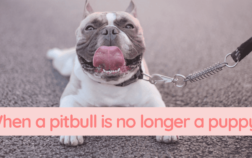 How to Know When a Pit Bull is No Longer a Puppy | 2024