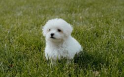 Maltipoo Dog: Embrace the Joy with this Adorable Breed 2024