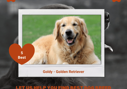 Discover Top 5 Most Popular Dog Breeds in America | Petsguyver