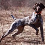 What makes the German Shorthaired Pointer a popular breed