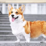 What are some characteristics of the Pembroke Welsh Corgi
