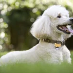Are Poodles considered a popular breed in the U.S
