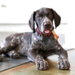 What is the ranking of German Shorthaired Pointers as a popular breed